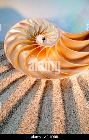 Nautilus conchiglia di mare Foto Stock