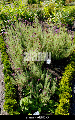 Lavanda francese crescente in Physic Garden Cowbridge Vale of Glamorgan South Wales UK Foto Stock