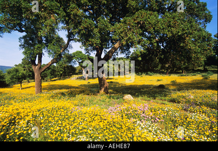 Campagna giallo fiori selvatici e querce da sughero, Andalusia. Foto Stock