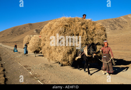 Nomadi tibetani il trasporto di foraggi da cavallo carrello sulle praterie Sangke vicino a Xiahe, Gansu, Cina Foto Stock