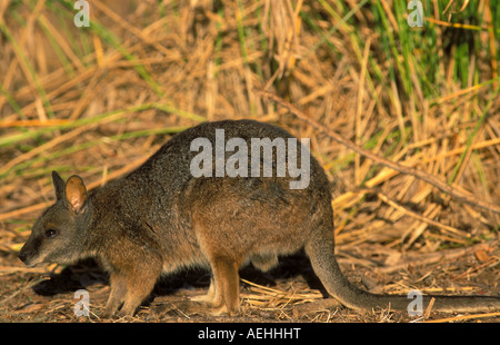 Tammar wallaby Macropus eugenii Kangaroo Island in Australia Foto Stock