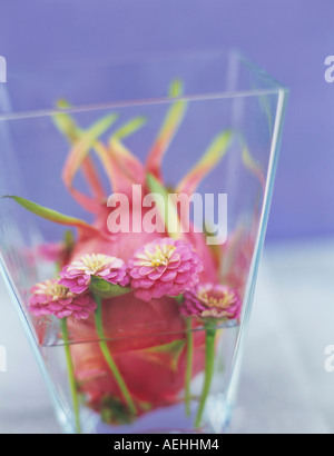 Zinnias in vaso, close-up Foto Stock