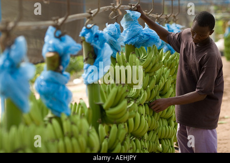 L'uomo la rimozione di fiori secchi da grappoli di banane su plantation in Ghana Africa occidentale Foto Stock