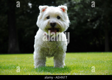 West Highland Terrier cane Foto Stock