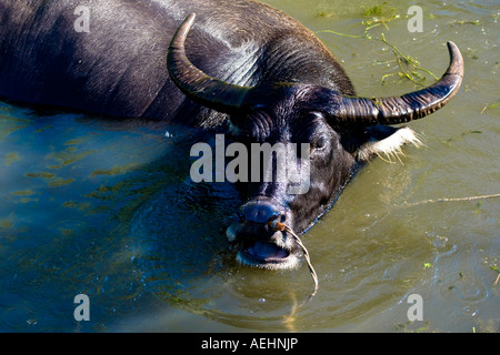 Bufalo d'acqua in acqua antico stile Huizhou Villaggio Cinese Xidi Cina Foto Stock