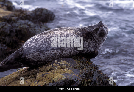 Guarnizione con cappuccio Cystophora cristata femmina penisola Vatnses Islanda Foto Stock