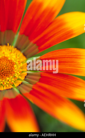 Fotografia macro di texture di forma e colori del giardino di fiori talento Gazania Compositae Asteraceae Foto Stock
