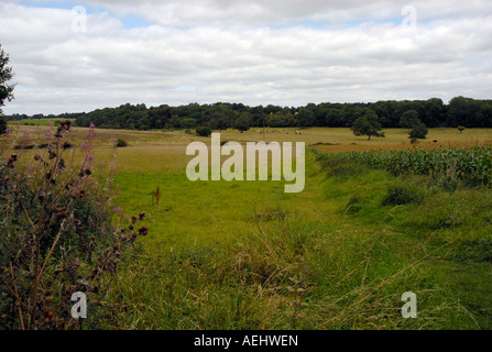 Uno spiovente di prato vicino a Kemble, Gloucestershire contrassegnando la sorgente del fiume Tamigi Foto Stock