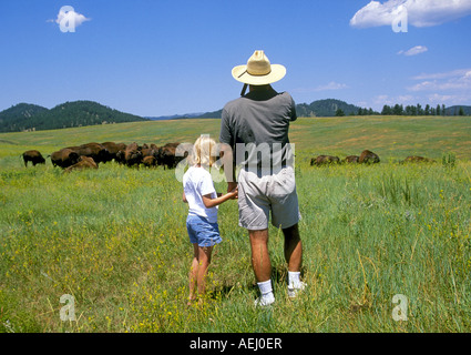 Un uomo e sua figlia guarda una mandria di bufali o bisonti nel Custer State Park in Black Hills su una bella giornata estiva, South Dakota. Foto Stock