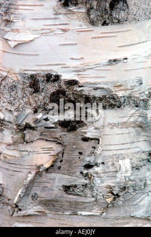 Argento Betulla corteccia. Foto Stock