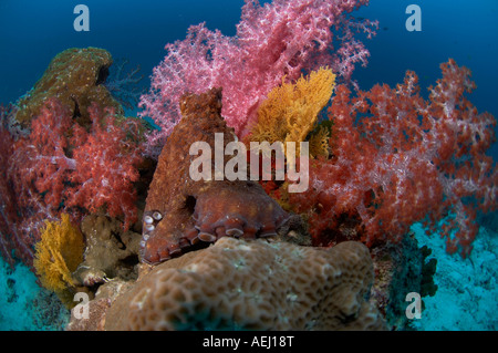 Un reef octopus sulla barriera corallina Foto Stock