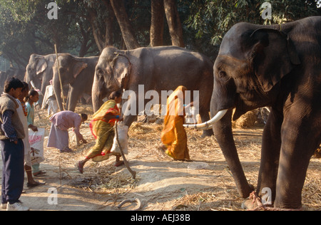 Gli elefanti per la vendita nel Haathi Bazaar, Sonepur Mela, Sonepur, Bihar, in India Foto Stock