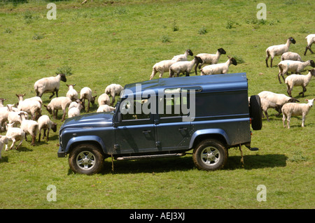 Un Allevatore ovino guidando attraverso un recentemente troncare gregge nel Gloucestershire Farm Regno Unito Foto Stock