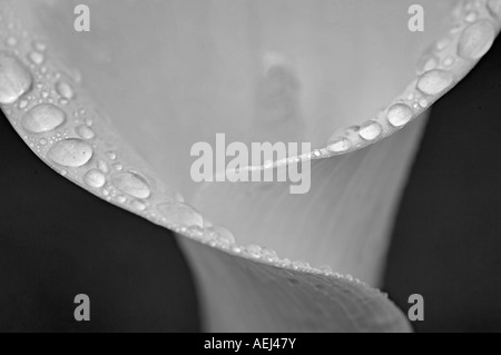 Close up Calla Lily con gocce di rugiada Oregon Foto Stock