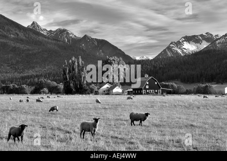 Pecore in pascolo con fienile e Wallowa montagne vicino Joseph Oregon Foto Stock