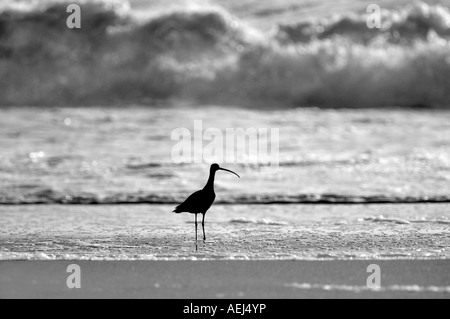 Lungo Curlew fatturate su Beach Point Reyes National Seashore California Foto Stock