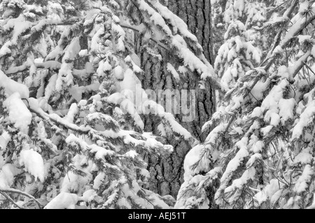 Neve con Ponderosa Pine Tree Drive Elkhorn National Scenic Byway Oregon Foto Stock