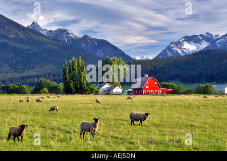 Pecore in pascolo con fienile e Wallowa montagne vicino Joseph Oregon Foto Stock