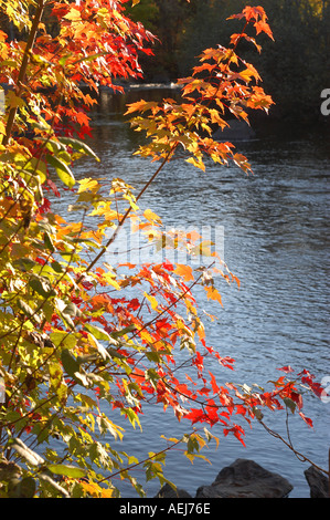 Autunno dorato nelle Laurentians Québec Canada Foto Stock