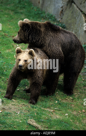 Marrone europeo orso orsi Foto Stock