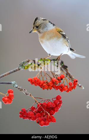 Brambling (Fringilla montifringilla) seduto su un ramo di un Monte Ceneri (Sorbus aucuparia) Foto Stock