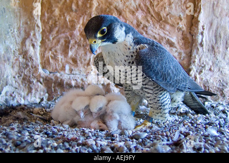 Falco pellegrino (Falco peregrinus), femmina con uccellini Foto Stock