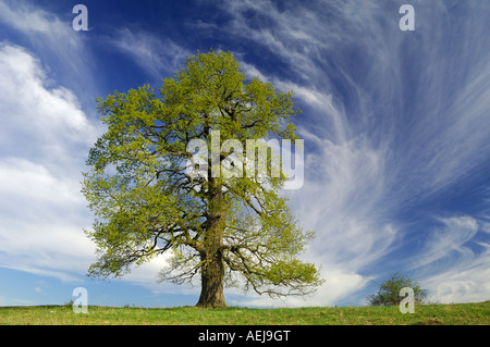 Farnia (Quercus robur) in primavera Foto Stock