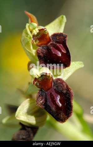 Inizio spider-ORCHIDEA (Ophrys sphegodes) Foto Stock
