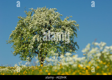 Blooming Pear Tree in un prato di fiori Foto Stock