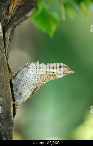 Eurasian spasmodico (Jynx torquilla) in corrispondenza del foro di nesting Foto Stock