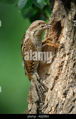 Eurasian spasmodico (Jynx torquilla) con il cibo presso il foro di nesting Foto Stock