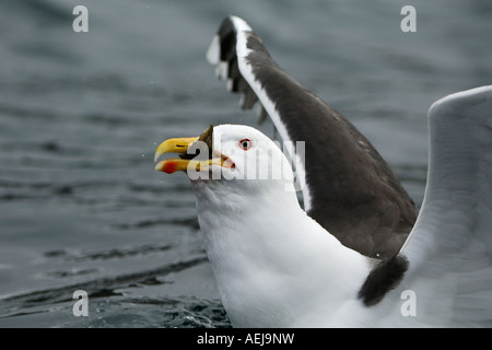 Grande nero-backed gull (Larus marinus) mangiare pesce Foto Stock