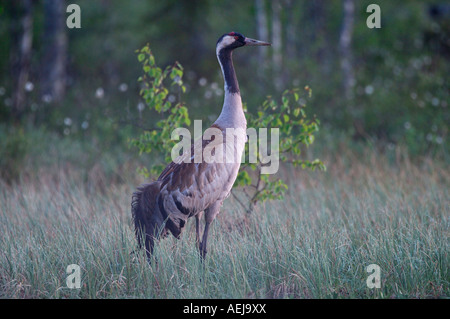 Gru comune (grus grus) Foto Stock