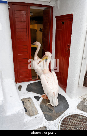 Pellicani rosa in una taverna nella città vecchia (Chora), Myconos, Grecia Foto Stock