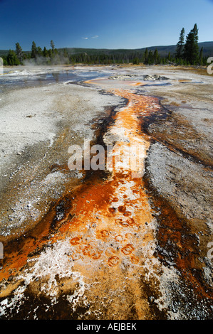 Strati con batteri termofili, Upper Geyser Basin, Yellowstone Nationalpark, Wyoming USA, Stati Uniti d'America Foto Stock