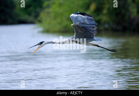 Heron, , Ardea cocoi, Pantanal, Brasil Foto Stock