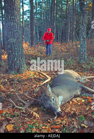 Un cacciatore dei cervi in avvicinamento a un punto 12 buck white-tailed deer che ha girato in Canada Foto Stock