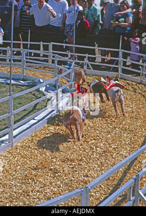 La famosa competizione di suini presso la Florida State Fair in Florida USA Foto Stock
