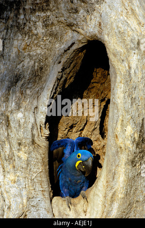 Blue Ara, macaw, Anodorhynchus hyacinthinus, Pantanal, Brasil Foto Stock