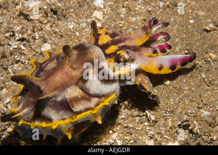 Pfeffer Il Flamboyant seppie, Metasepia pfefferi. Foto Stock