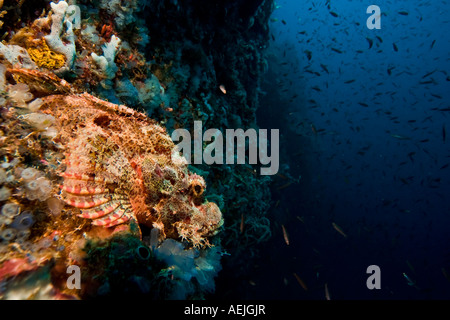 Barbuto scorfani, Scorpaenopsis barbatus. Foto Stock