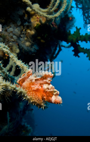 Barbuto scorfani, Scorpaenopsis barbatus. Foto Stock