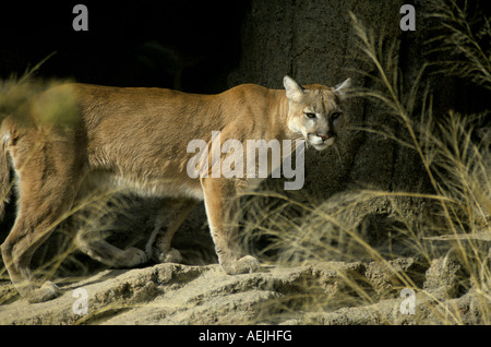 Una montagna di Lion o couger anche chiamato un Puma concolor Felis su un affioramento di roccia nelle montagne del Central Arizona Foto Stock