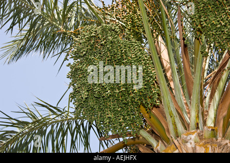 Isola Canarie Data Palm (Phoenix canariensis) Foto Stock