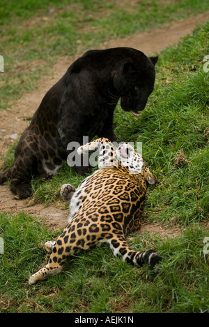 Giaguaro Nero (maschio) e macchiato Jaguar (femmina) 2 forme di colore della stessa specie. Panthera onca Foto Stock