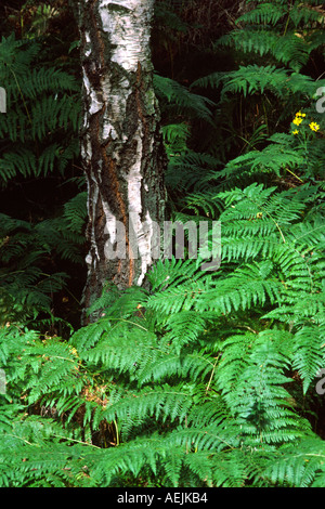 Cheshire Poynton superiore argento betulla crescendo attraverso felci Foto Stock