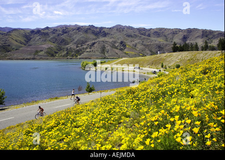 Fiori di campo Papavero californiano Eschscholzia califorica e ciclisti Lake Dunstan vicino a Cromwell Central Otago Isola del Sud Foto Stock