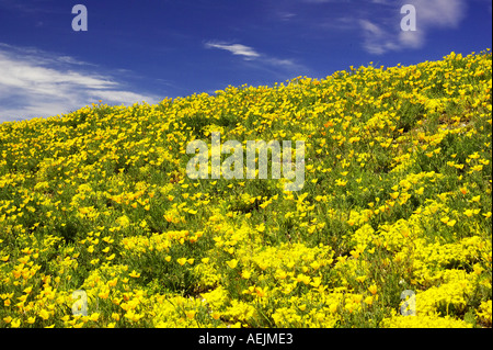 Fiori di campo Papavero californiano Eschscholzia califorica vicino a Cromwell Central Otago Isola del Sud della Nuova Zelanda Foto Stock