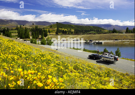 Fiori di campo Papavero californiano Eschscholzia califorica Lake Dunstan vicino a Cromwell Central Otago Isola del Sud della Nuova Zelanda Foto Stock