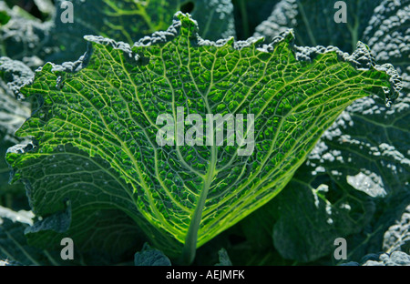 Savoy (Brassica oleracea) Foto Stock